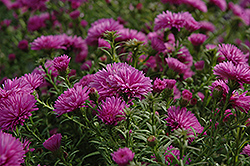 Frolic Aster (Symphyotrichum 'Frolic') at A Very Successful Garden Center