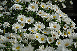 Puff White Aster (Symphyotrichum 'Puff White') at Lakeshore Garden Centres