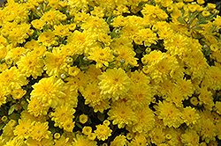 Diana Chrysanthemum (Chrysanthemum 'Diana') at Stonegate Gardens