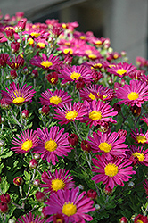 Priscilla Chrysanthemum (Chrysanthemum 'Priscilla') at Stonegate Gardens