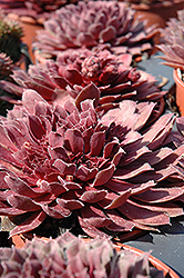 Royal Ruby Hens And Chicks (Sempervivum 'Royal Ruby') at Stonegate Gardens