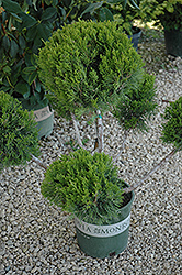 Mint Julep Juniper (pom pom) (Juniperus chinensis 'Mint Julep (pom pom)') at A Very Successful Garden Center
