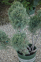 Hetz Blue Juniper (pom pom) (Juniperus chinensis 'Hetz Blue (pom pom)') at Stonegate Gardens