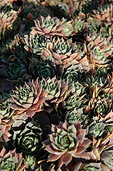 Red Heart Hens And Chicks (Sempervivum 'Red Heart') at Stonegate Gardens