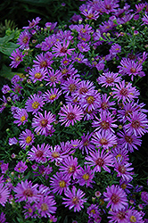 Woods Purple Aster (Symphyotrichum 'Woods Purple') at Lakeshore Garden Centres