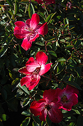 Good n' Plenty Rose (Rosa 'Good n' Plenty') at Stonegate Gardens