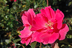 Ruffled Cloud Rose (Rosa 'Ruffled Cloud') at Stonegate Gardens