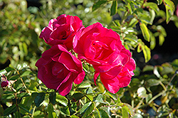 Flower Carpet Pink Rose (Rosa 'Flower Carpet Pink') at Stonegate Gardens
