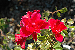 Roseberry Blanket Rose (Rosa 'Roseberry Blanket') at Stonegate Gardens