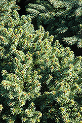 Lanham's Beehive Spruce (Picea abies 'Lanham's Beehive') at Stonegate Gardens