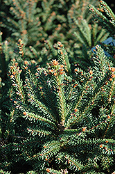 Sharpleaf Dwarf Norway Spruce (Picea abies 'Mucronata') at Lakeshore Garden Centres