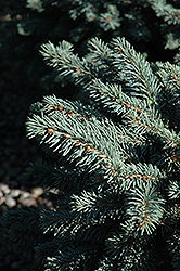 Waldbrunn Blue Spruce (Picea pungens 'Waldbrunn') at Stonegate Gardens