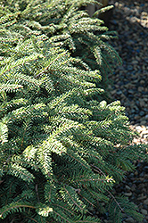 Elegans Spruce (Picea abies 'Elegans') at Stonegate Gardens