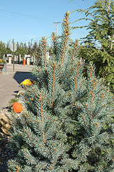 Iseli Fastigiate Spruce (Picea pungens 'Iseli Fastigiata') at The Mustard Seed