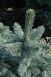 Baby Blue Eyes Spruce (Picea pungens 'Baby Blue Eyes') at Stonegate Gardens