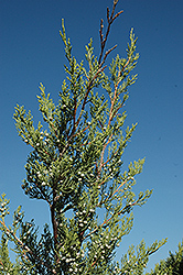 Hetz Columnar Juniper (Juniperus chinensis 'Hetz Columnar') at Stonegate Gardens
