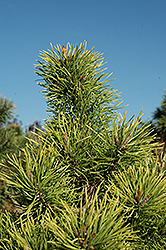 Chief Joseph Lodgepole Pine (Pinus contorta 'Chief Joseph') at Stonegate Gardens