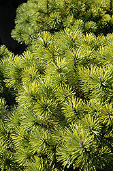 Honeycomb Mugo Pine (Pinus mugo 'Honeycomb') at Stonegate Gardens