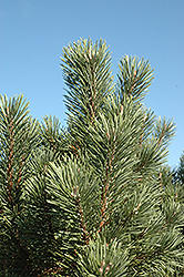 Columnar Mugo Pine (Pinus mugo 'Columnaris') at Stonegate Gardens
