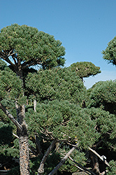 Poodle Dwarf Scotch Pine (Pinus sylvestris 'Poodle') at Stonegate Gardens