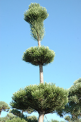 Mt. Vernon Blue Scotch Pine (Pinus sylvestris 'Mt. Vernon Blue') at Stonegate Gardens
