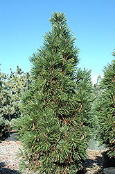 Columnar Mugo Pine (Pinus mugo 'Columnaris') at Stonegate Gardens