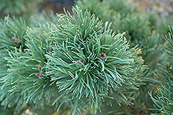 Frisia Mugo Pine (Pinus mugo 'Frisia') at Stonegate Gardens
