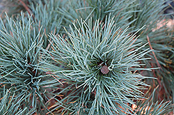 Dwarf Blue Swiss Stone Pine (Pinus cembra 'Glauca Nana') at Stonegate Gardens