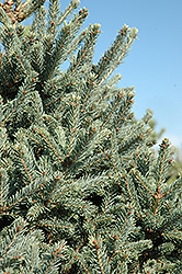 Yukon Blue Spruce (Picea glauca 'Yukon Blue') at Stonegate Gardens