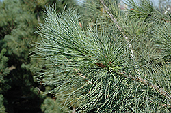 Blue Macedonian Pine (Pinus peuce 'Glauca') at Stonegate Gardens