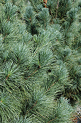 Ammerland Western White Pine (Pinus monticola 'Ammerland') at Stonegate Gardens