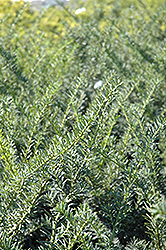 Nigra Yew (Taxus x media 'Nigra') at Stonegate Gardens