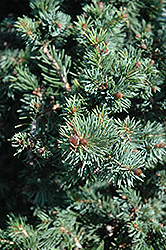 Gnom Dwarf Spruce (Picea omorika 'Gnom') at Stonegate Gardens