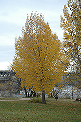 Siouxland Poplar (Populus deltoides 'Siouxland') at The Mustard Seed