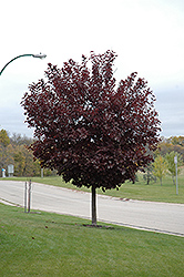 Canada Red Select Chokecherry (Prunus virginiana 'Canada Red Select') at Stonegate Gardens