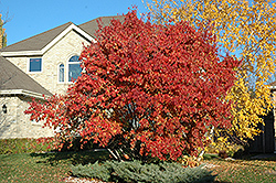 Red Rhapsody Amur Maple (Acer ginnala 'Mondy') at Stonegate Gardens