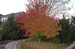 Embers Amur Maple (Acer ginnala 'Embers') at Stonegate Gardens
