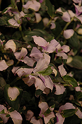 Blushing Bride Spiderwort (Tradescantia 'Blushing Bride') at Stonegate Gardens