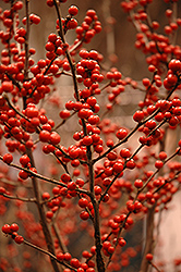 Berry Heavy Winterberry (Ilex verticillata 'Spravy') at Stonegate Gardens