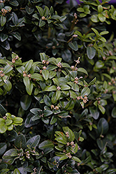 Inglis Boxwood (Buxus sempervirens 'Inglis') at Lakeshore Garden Centres
