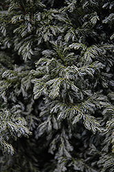 Cyano-Viridis Falsecypress (Chamaecyparis pisifera 'Cyano-Viridis') at Stonegate Gardens