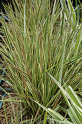 Northern Lights Tufted Hair Grass (Deschampsia cespitosa 'Northern Lights') at Lakeshore Garden Centres