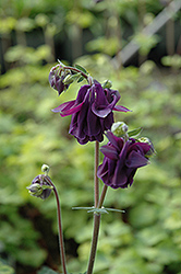 Lime Frost Columbine (Aquilegia vulgaris 'Lime Frost') at Stonegate Gardens