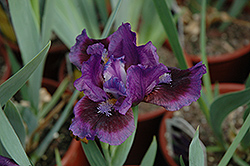 Smart Iris (Iris 'Smart') at A Very Successful Garden Center