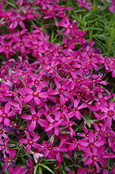 Purple Moss Phlox (Phlox subulata 'Atropurpurea') at Stonegate Gardens