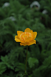Earliest Of All Globeflower (Trollius x cultorum 'Earliest Of All') at Lakeshore Garden Centres