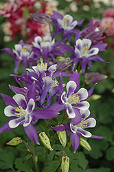 Winky Blue And White Columbine (Aquilegia 'Winky Blue And White') at Stonegate Gardens