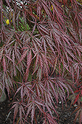 Tamukeyama Japanese Maple (Acer palmatum 'Tamukeyama') at Stonegate Gardens