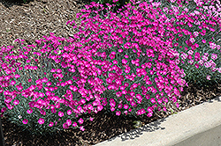 Firewitch Pinks (Dianthus gratianopolitanus 'Firewitch') at Lakeshore Garden Centres