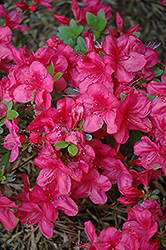 Mother's Day Azalea (Rhododendron 'Mother's Day') at Stonegate Gardens